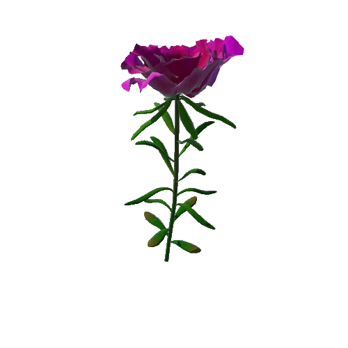 Flower Moss Rose1 2